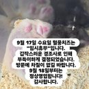 털뭉치즈 이미지