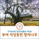 석성동헌 탱자나무 | 부여군 가볼 만한 곳_천연기념물로 지정된 석성동헌의 탱자나무