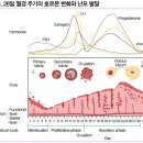 그녀&#39;의 소중함을 지키는 약 머시론정 이미지