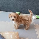 지에스더프레시 울산옥현점 | 6개월 말티푸 암컷 강아지 중성화 수술 기록 | 울산 닥터강동물병원