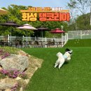 씨유 화성무송점 | [화성] 애견카페 댕코리아🐾– 입장료·메뉴 한눈에 보기
