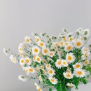 생명의 소리 | 15_대전 난임병원 생명의 정원 난자 채취 후기