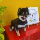 픽 앤 펫 애견 미용실 이미지