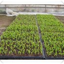 금례농장 이미지