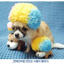 멋진강아지 이미지