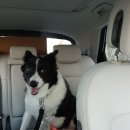 해운대 펫택시 이미지