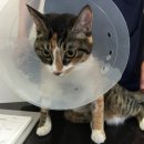 펫스토리 동물병원 이미지