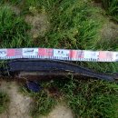 95cm 올렸습니다.(사진추가) 이미지