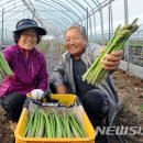 양구아스파라거스 작목반