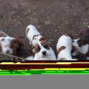 노일호 특수목적견 이미지