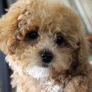 해피댕댕이 이미지