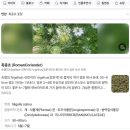 함성교회 화단 꽃들(24.5.25토) 이미지