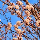 낙동제방 이미지