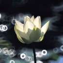 토실 토실 이미지