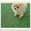 컴투펫 위탁보호센터 서울점 이미지