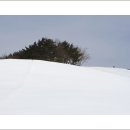 춘삼월목장 Daum카페