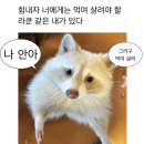 젠틀몬스터 신상 로랑 포켓 컬렉션 폴더블 선글라스 구매 후기 (실착용)