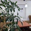 재밌는 인문학 속의 사주명리학 - 이해 | 부평사주 연애운 강한날 상담받는 곳답답함이 싹 풀리는 첼시사주카페