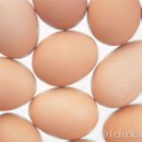 알수록 놀라운 달걀의 효능 : 크기가 큰 ‘왕란’은 늙은 닭이 낳았을 뿐, 영양 차이 없어 이미지