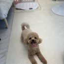 강아지 미용실 | 인천 강아지 미용실 말티푸 후기 털 관리 위생목욕으로 깔끔 얼굴컷까지 뽀송 그자체