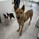 멍멍미용실 이미지