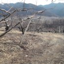 사과나무부동산중개사무소 이미지