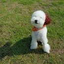 개들랜드 이미지