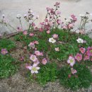 마하수리 이미지