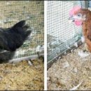 큰나무집궁중약백숙 이미지