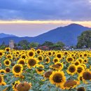 경주 첨성대 해바라기 = 8/29 이미지