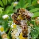 농진청 ‘슈퍼 여왕벌’ 만들기 나서… 꿀벌 집단 실종·폐사 막는다 이미지