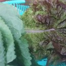 삼겹살먹으러가자 이미지