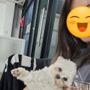 보라눈나 네이버블로그
