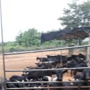 솔흑염소농장 이미지