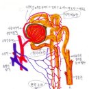 오줌은 혈액을 청소해서 나온 구정물이다 이미지