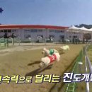 진도개테마파크 이미지