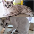 냥이 이발소 이미지
