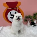 실이 그루밍 네이버블로그