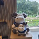 개미낚시터 | [인천 강화] 스토너리강화 게더링 숙소후기 볼보 이벤트 당첨