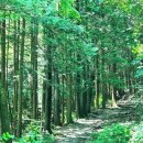 상관 공기마을 편백숲 이미지