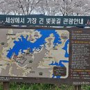 [대전스토리투어]대청호벚꽃여행(2026.4.9) ~세상에서 가장 긴 벚꽃길~ 이미지