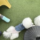미스터멍 | 데이트코스 추천 안동 가볼만한 곳 안동 애견 카페 사람 좋아 강아지들이 가득한 애견카페 ‘미스터 멍’
