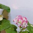 애플블러썸