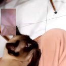 맛조아식당 이미지