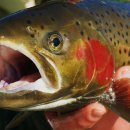 고추장송어 이미지