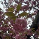 조계산 도립공원 선암사 주차장 화장실 | 순천 선암사 겹벚꽃 개화 상황 선암사 조계산 등산