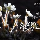 [꽃 이야기 118회] 얼음 녹이며 피는 봄의 전령 - 노루귀(흰색) 이미지