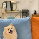 메르시 애견 펜션 이미지