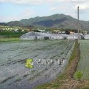 전남 곡성군 삼기면 괴소리 / 논 답, 농림지 주말농장부지 묘목재배용지 비닐하우스시설용지 비닐하우스시설부지 경작부지 / 5 이미지