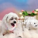 댕댕스파 | 명지강아지미용 추천, 지나댕댕 위생미용+스파 솔직후기